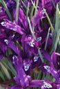 Pauline Dwarf Iris flowers Royalty Free Stock Photo